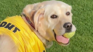 Ο σκύλος του Άρη κατακτά το Tik Tok