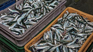 Το πιο υγιεινό ψάρι: Είναι καλό να το τρώτε παραπάνω από δύο φορές την εβδομάδα