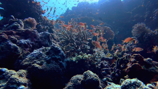 Ποιο ζώο θα κυριαρχήσει όταν εξαφανιστούν οι άνθρωποι