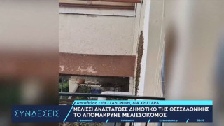 Αναστάτωση στη Θεσσαλονίκη: Μελίσσι σε σχολείο!