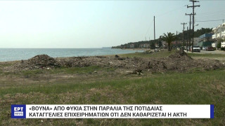 Χαλκιδική: Στοιβαγμένα φύκια στην παραλία της Ποτίδαιας