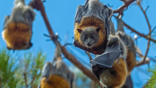Γιατί οι νυχτερίδες δεν νοσούν από καρκίνο και τι σημαίνει αυτό για τους ανθρώπους;