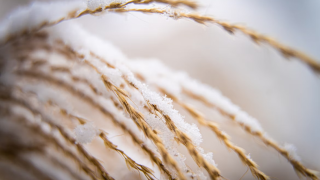 Ποια είναι η φυτική ίνα που ρυθμίζει την εντερική λειτουργία και αδυνατίζει