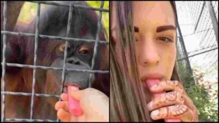 Άμυαλη Ρωσίδα πήγε να ξεκάνει ουρακοτάγκο με ηλεκτρονικό τσιγάρο!