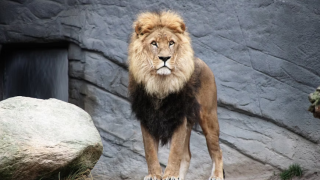 Αυστραλία: 50χρονη ακρωτηριάστηκε μετά από επίθεση λιονταριού