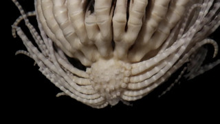 Εντοπίστηκε πλάσμα με 20 «χέρια»-Ποια η επίσημη ονομασία του!