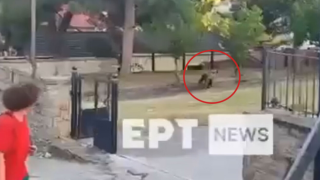 Καστοριά: Αρκούδα εμφανίστηκε σε αυλή σχολείου στο Νεστόριο