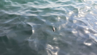 Θεσσαλονίκη: Νεκρά ποντίκια επιπλέουν στον Θερμαϊκό Κόλπο