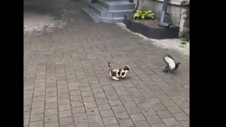 Γατάκι προσπαθεί να πιάσει περιστέρια, αλλά...