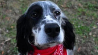 Σοκ στη Χαλκιδική: Πυροβόλησαν και σκότωσαν σκύλο οικογένειας στην αυλή του σπιτιού τους!