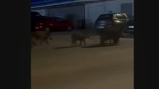 Καλαμαριά: Κοπάδι αγριογούρουνων έκανε... σουλάτσο (vid)