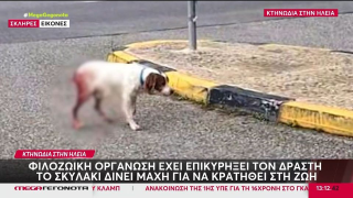Βάναυση σεξουαλική κακοποίηση σκύλου στην Ηλεία: Κρίσιμη η κατάστασή του