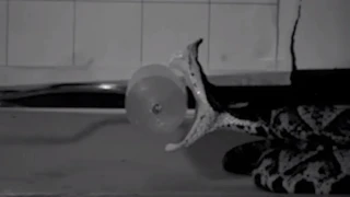 Η τέχνη του θανάτου: Πώς τα φίδια σκοτώνουν σε 60 χιλιοστά του δευτερολέπτου