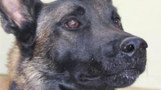 AnubisUnit Colabside: «Δηλητηρίασαν τον Echo»-Συμμετείχε στον εντοπισμό του Βασίλη Καλογήρου