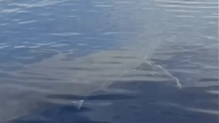 Κάρπαθος: Λευκός καρχαρίας κολυμπούσε πλάι σε ψαράδες!