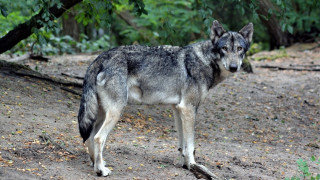 Χαλκιδική: Μετά την Πυλαία λύκοι και στα Ελαιοχώρια