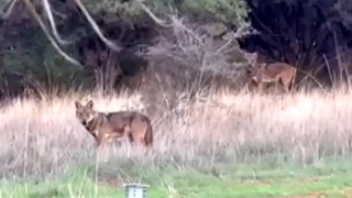 Ανησυχία στη Θεσσαλονίκη: Εμφανίστηκαν λύκοι στη Θέρμη