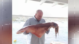 Στη Μύκονο έπιασαν δυο καλαμάρια γίγαντες