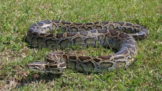 Κολοσσιαίος πύθωνας έστησε ενέδρα σε αγρότη