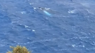 Εντυπωσιακό θέαμα στην Κάλυμνο: Φάλαινα πλατσούριζε στο Αιγαίο