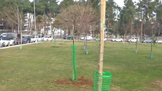 Θεσσαλονίκη: Ένα ξεχωριστό πάρκο - 50 δέντρα στη μνήμη ανθρώπων που χάθηκαν