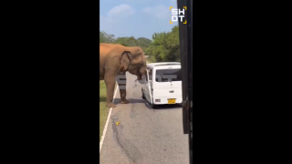 Τρόμος στη Σρι Λάνκα: Ελέφαντας «απάντησε» έντονα σε τουρίστες