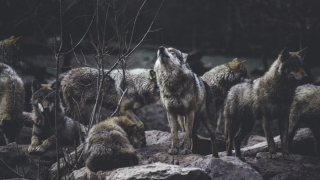 Θεσσαλονίκη: Έκτακτες οδηγίες για τις «βόλτες» λύκων στο Πανόραμα