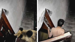 VIDEO: Άνδρας διώχνει αρκούδες γαυγίζοντας!