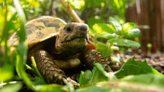 Αρσενικές χελώνες κακοποιούν τις θηλυκές σε νησί της Μεγάλης Πρέσπας και αυτές «αυτοκτονούν» για να γλιτώσουν