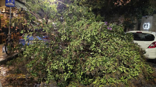 Θεσσαλονίκη: Πτώσεις δέντρων λόγω των ισχυρών ανέμων-Συστάσεις του Δήμου