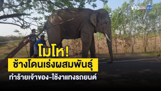 Διέκοψαν ελέφαντα την ώρα που ζευγάρωνε και τους πήρε παραμάζωμα!