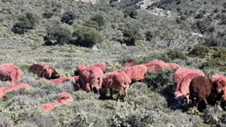 Έβαψε κόκκινα τα πρόβατά του για να μην τα κλέψουν!