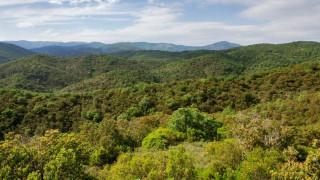 Δαδιά: Δηλητηρίασαν δώδεκα μαυρογύπες, νεκροί οι εννέα
