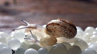 Θεσσαλονίκη: Χαβιάρι από σαλιγκάρια με... 150 ευρώ το βαζάκι!