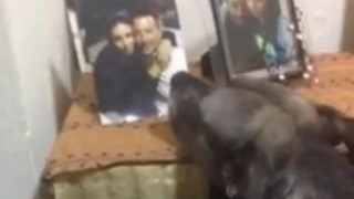 Σκύλος θρηνεί κάθε μέρα μπροστά στη φωτογραφία της αφεντικίνας του