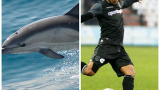 Ενα δελφίνι    που το λένε Ουάρντα…                  