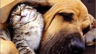 To πρόγραμμα για την Παγκόσμια Ημέρα των Ζώων στην παραλία της Θεσσαλονίκης