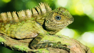 Το ιγκουάνα             που διέκοψε... αγώνα τένις! (ΒΙΝΤΕΟ)