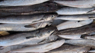 Ν. Μηχανιώνα: Κατασχέθηκαν 30 κιλά μπακαλιάρου στην Ιχθυόσκαλα