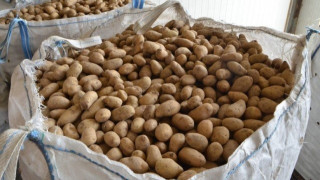 Η πατάτα Νάξου πάει για                   ρεκόρ Γκίνες!