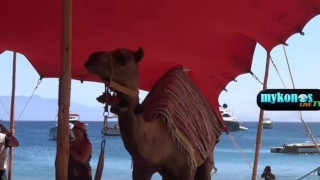 Μύκονο: Κατέφθασαν... καμήλες για τη συναυλία του Ρέμου! (ΒΙΝΤΕΟ)