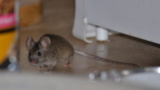 Κρήτη: Πλούσια κληρονομιά φαγώθηκε από... ποντίκια!