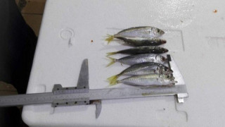 Ν. Μηχανιώνα: Πάνω από 200 κιλά ψάρια κατασχέθηκαν στην ιχθυόσκαλα