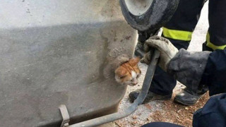 Πυροσβέστες έσωσαν γατάκι που είχε εγκλωβιστεί σε κάδο (ΦΩΤΟ)