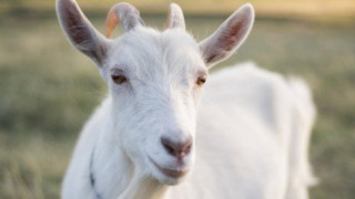 Αντίπαρος: Γερμανός τουρίστας έπεσε σε βράχια για να σώσει μια κατσίκα