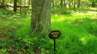 Τα «δέντρα-μάρτυρες» του αμερικανικού Εμφυλίου! (ΦΩΤΟ)