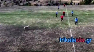 Παίχτες κυνηγούσαν προβατίνα την ώρα του αγώνα στα Τρίκαλα (vids)