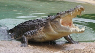 Εμφανίστηκε ξανά ο Σήφης ο Κροκόδειλος! (video)