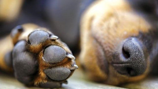 Θεσσαλονίκη:             Δηλητηρίασαν σκύλους στα Λαγυνά