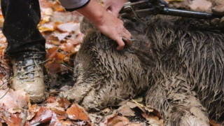 Επιχείρηση απεγκλωβισμού αρκούδας    στα Γρεβενά (ΦΩΤΟ)